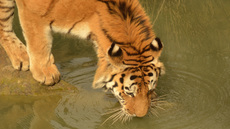 Amur-Tiger (6).jpg